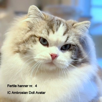 Ambrosian Doll Avatar
