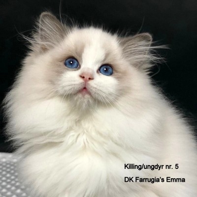 DK Farrugia's Emma 001