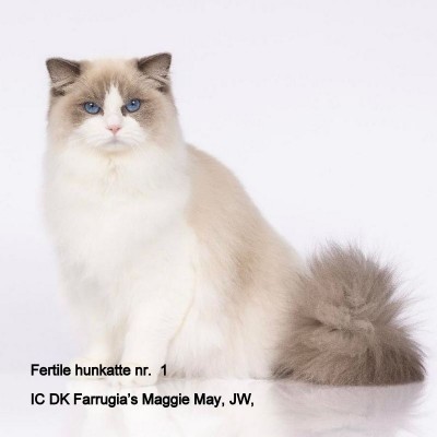 DK Farrugia's Maggie May