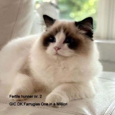 DK Farrugia's One in a million