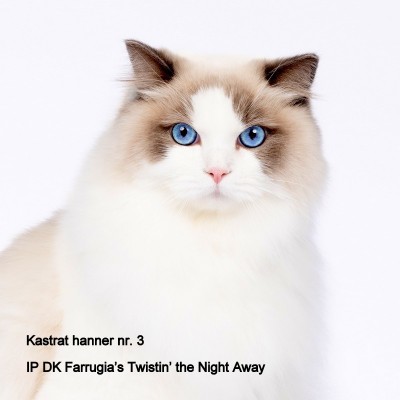 DK Farrugia's Twistin the night away