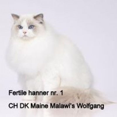 DK Maine Malawi's Wolfgang