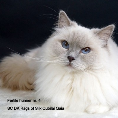 DK Rags of Silk Qubilai Qaia