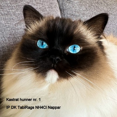 DK TabiRags NH4Cl Nappar