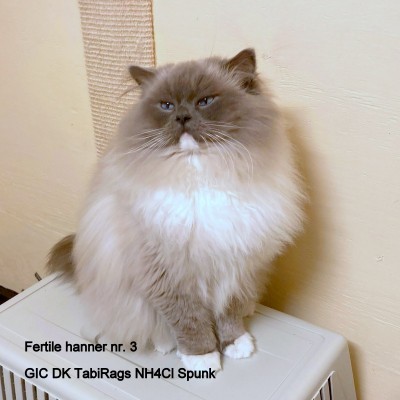 DK TabiRags NH4Cl Spunk