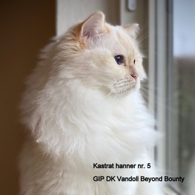 GIP Vandoll Beyond Bounty