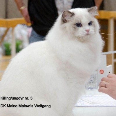 Maine Malawi's Wolfgang killing