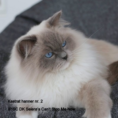 Seierø's Can't Stop Me Now