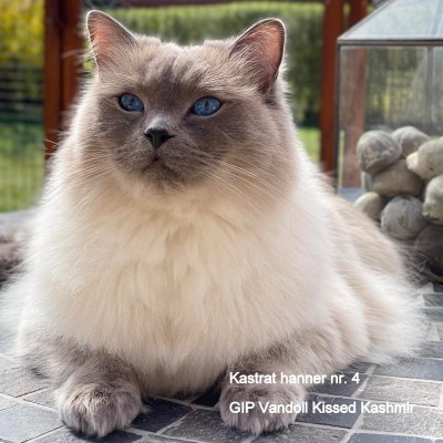 Vandoll Kissed Kashmir