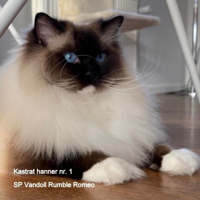 Vandoll Rumble Romeo