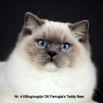 DK Farrugia's Teddy Bear