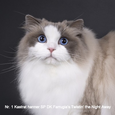 DK Farrugia's Twisting the Night Away 1