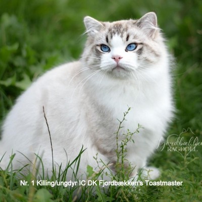 DK Fjordbækkens Toastmaster 001