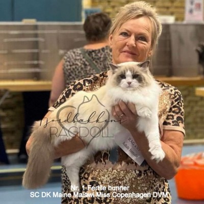 DK Maine Malawi's Miss Copenhagen