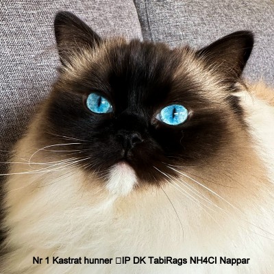 DK TabiRags NH4Cl Nappar