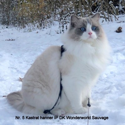 DK Wonderworld Sauvage