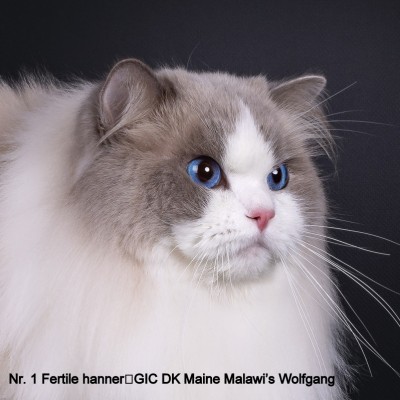 GIC DK Maine Malawi's Wolfgang