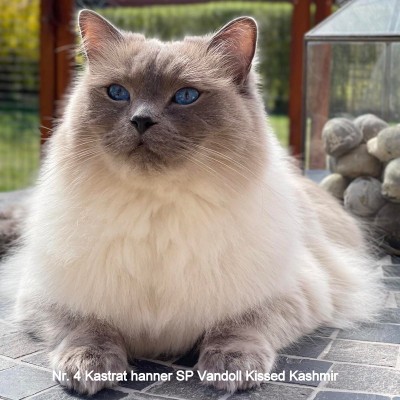 Vandoll Kissed Kashmir