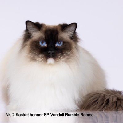 Vandoll Rumble Romeo