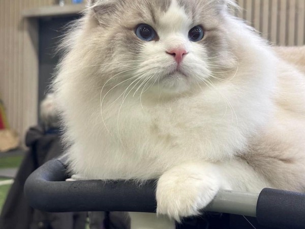 Best Man fertil han 2