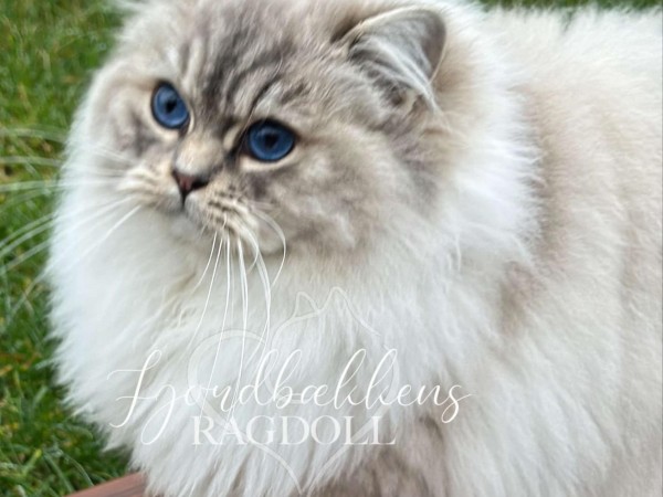 Columbine fertil hun 3