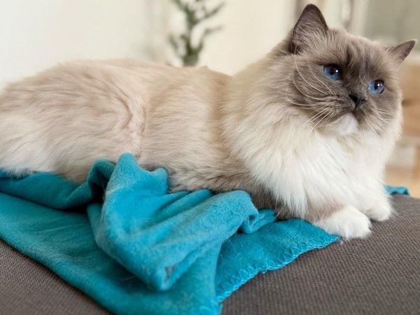 Mimosa Kastrat hun 1