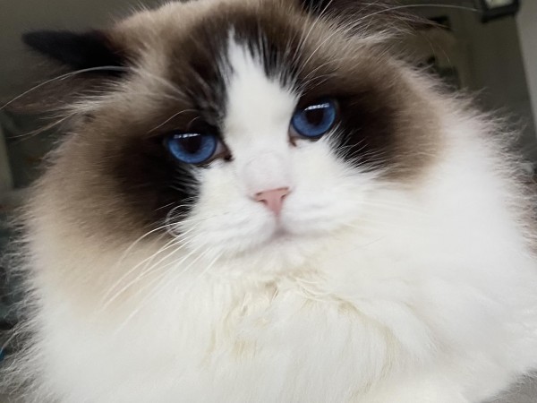 One in a Million Fertil hun 1