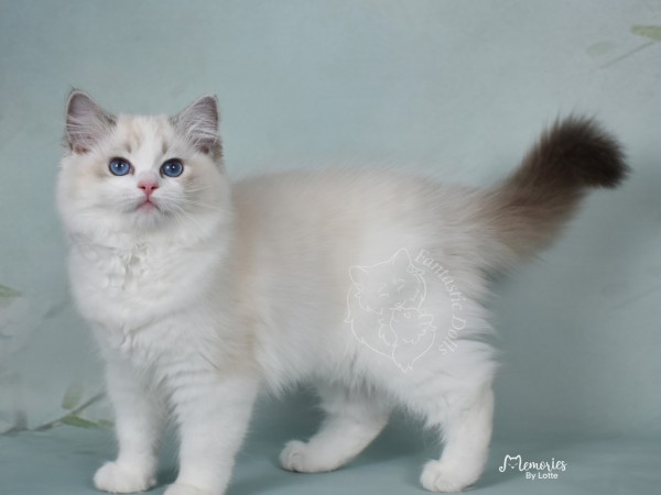 Queen Elizabeth KU hun 1