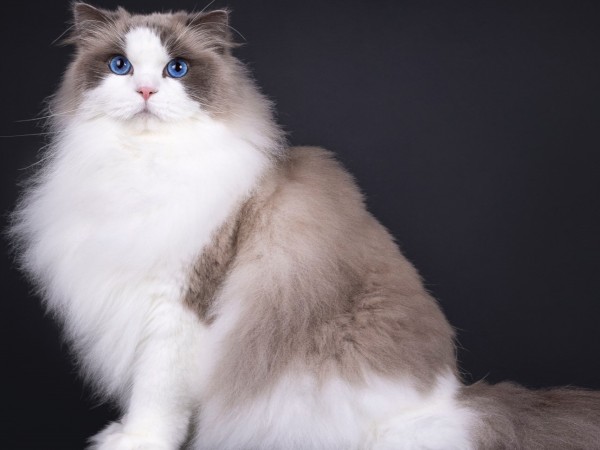 Twistin the Night   Kastrat 4