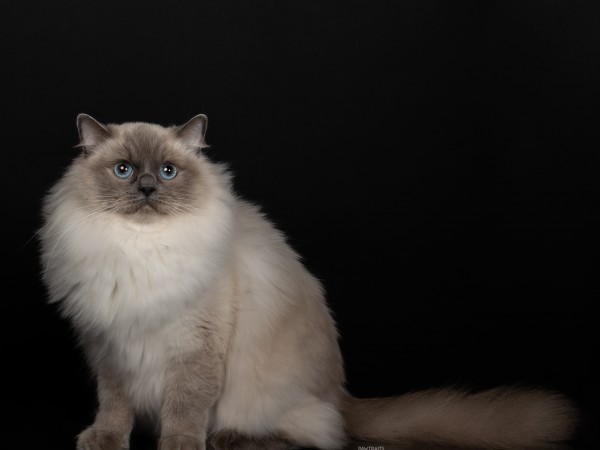 Vicentka fertil hun 5