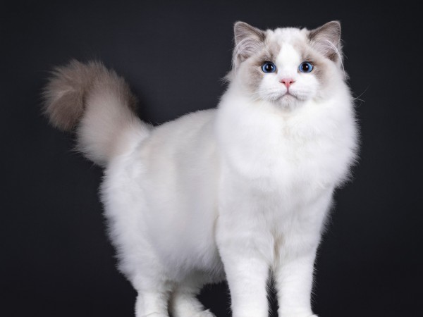 Willie Nelson KU han 2