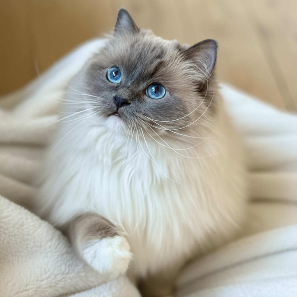 616420017 1212751644278639 3787386175272443426 n