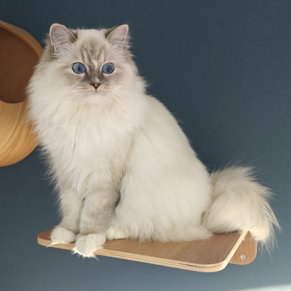 617061960 1212756497611487 6084318917370225381 n