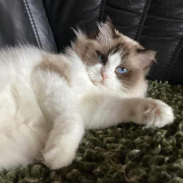 617956336 1212745387612598 1703680573310032212 n