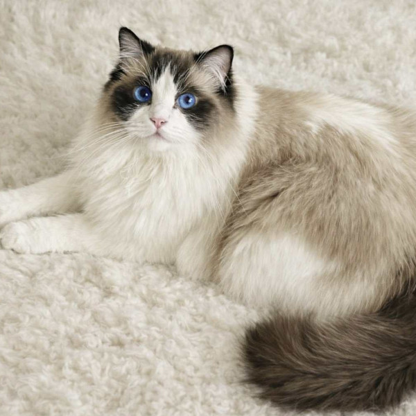 618119980 1212749017612235 4356397846432699787 n