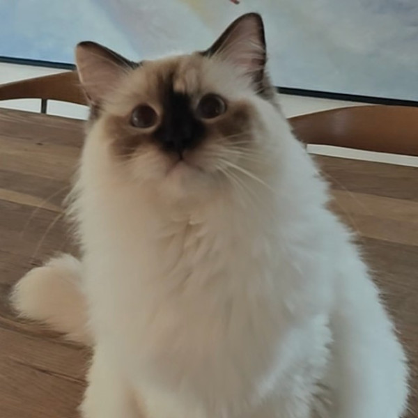 618129299 1212745700945900 8606789191742468045 n