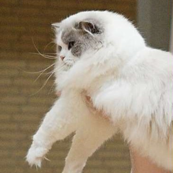 621262960 1212735364280267 5160136522549408126 n